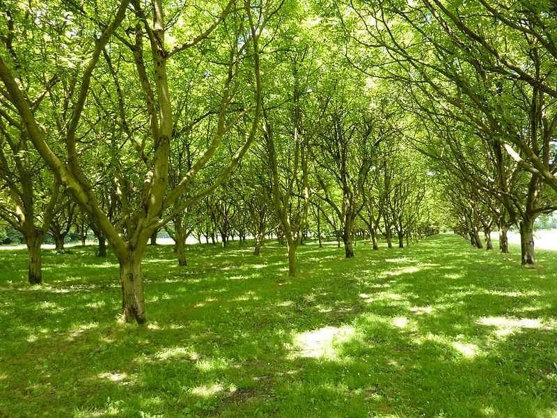 Noyeraie Moirans copyright Pethrus